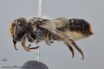 Media type: image;   Entomology 791113 Aspect: habitus lateral view